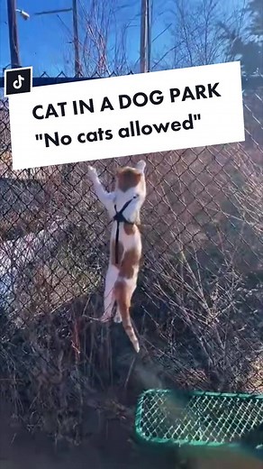Should we petition to build cat parks? #activist #catpark #leashedcat #catdad