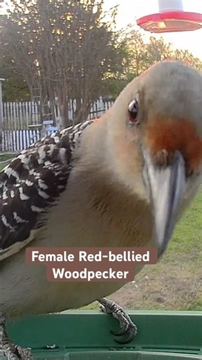 Vigilance at the Feeder: A Female Red-bellied Woodpecker’s Cautious Visit 🐦❤️