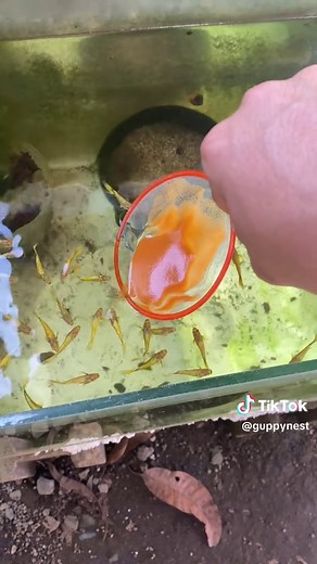 Guppy Hatch Tutorial: Feeding BBS Fish Food
