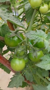 278 reactions · 23 comments | Tomatoes Rotting problem  | Sonam Creations | Facebook