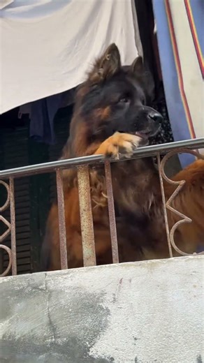 Are German Shepherds Actually That Aggressive? #germanshepherd #gsds #dog #puppy