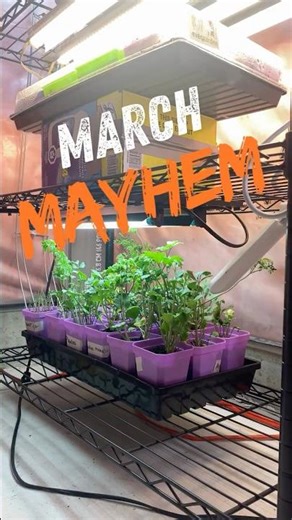 March Mayhem Day 2: Ranunculus & Anemones Update! 🌸 #marchmayhem #shorts #springflowers