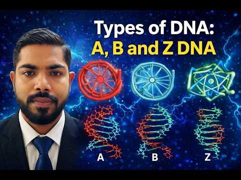Types of DNA: A, B and Z DNA
