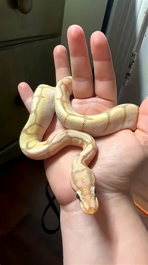 translation video #animals #snake #funny #edit #cute #techforgrowth #learninginnovatio #smarttools