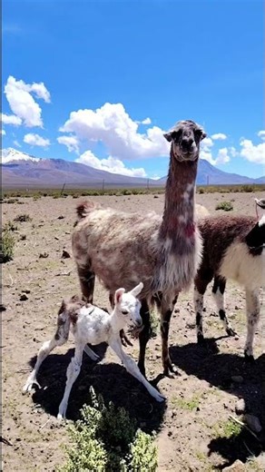 The little llama was born in the Andes of Peru