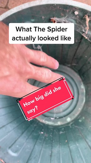 Real Spiders in America: Terrifying Arachnophobia Horror