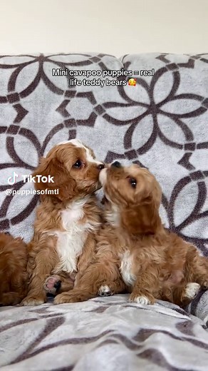 Adorable Mini Cavapoo Puppies Available in Laval, Quebec