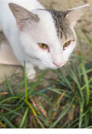 Found this beautiful cat on my morning walk. See you again next time! 🐈