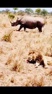 98K views · 481 reactions | Hippopotamus attacks the lion 女 | Beautiful nature | Facebook
