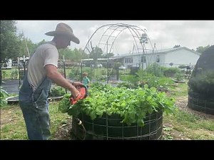 DO WHAT?? Easy Way to Harvest (Cut) your Turnip Greens