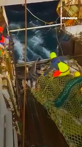 833K views · 6.6K reactions | A group of fishermen caught a fish that no one would want to encounter  | The Enigma | Facebook