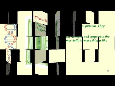 plant tissues class 9 power point presentation