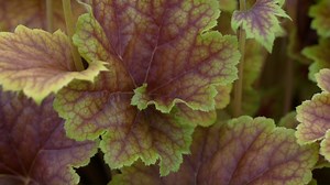 Vicky Fox from heuchera specialist Plantagogo heucheras gives her top tips on how to best look after your heucheras. These versatile plants come in all colours and shapes and will liven up your borders.⁣⁣ ⁣ ⁣For more information on heucheras visit:⁣ https://www.rhs.org.uk/Search?query=Heuchera | RHS - Royal Horticultural Society