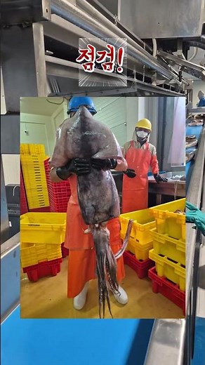 🦑 The Secret of Giant Squids as Big as Humans!