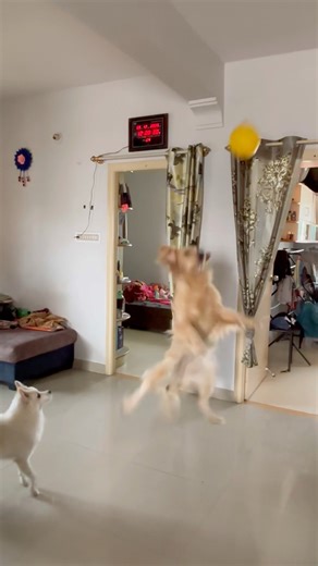 Balloon pele ei vabe shots dite besh moja 🫢🫡 #viral #dog #dogshorts #shorts #reels