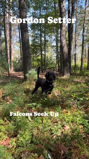 5.9K views · 80 reactions | Gordon Setter! Midnight Kennel #midnightkenneltraining #gordonsettersofinstagram #gordonsetter | Midnight Kennel | Facebook