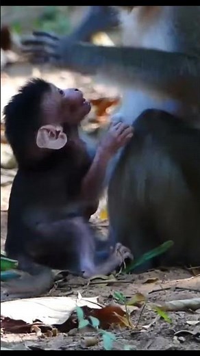 Monkey species: The baby monkey's pleas were met with a harsh slap in the face from its mother.