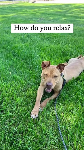 How do you relax? Adoptable dogs from Paws and Prayers will show you the best ways to enjoy some downtime! Check out our adoptable dogs at www.pawsandprayers.org! | Paws and Prayers Pet Rescue