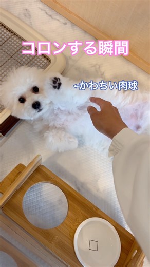 なでてほしい場所を教えてくれるモコ #ビションフリーゼ #子犬 #ころん #なでなで #可愛い #初心者