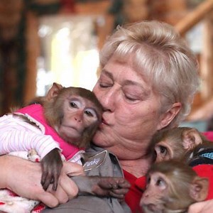 Human Taking Care Of Monkeys Like Babies | Animal Surrounding