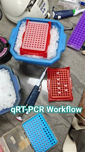 How qRT-PCR Works: Plate Preparation + Run + Cq Interpretation