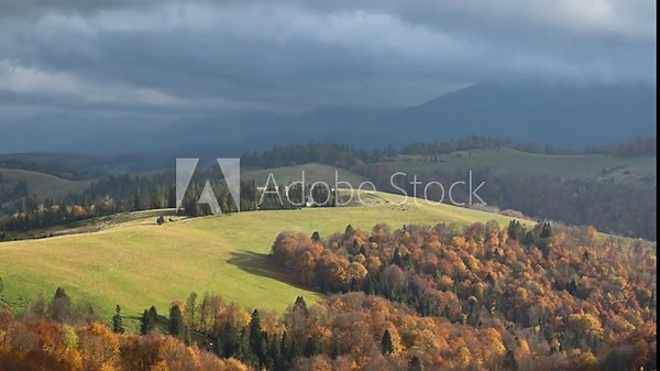 Sheep in the autumn mountains. Red beech forest covers the mountains in the fall season. Time lapse HD 1080p video