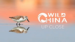 88K views · 125 reactions | The spoon-billed sandpiper, nicknamed "little spoon" due to its unique spoon-shaped beak, is a small bird measuring 14-16 centimeters in length. Its plumage changes dramatically between seasons. #PRC75Years #ThrivingChina For more: https://news.cgtn.com/news/2024-09-17/Meet-the-bird-with-a-little-spoon-in-east-China-1wYvvlNBj1K/p.html | CGTN | Facebook