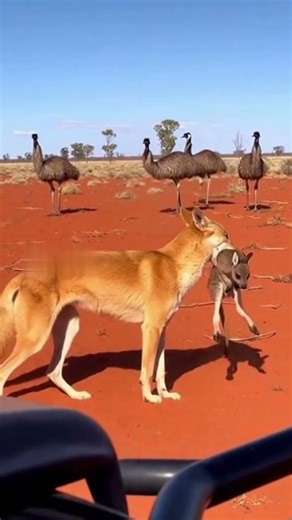 The dingo made a fatal mistake 🐕 #wildlife #nature
