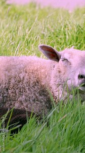 A white sheep and a black lamb are lying in a field of green grass. The lamb's head is raised.