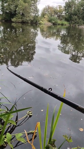 Carp on the feeder rod 🎣👆 #carp #fishing #shorts #viral 🎣