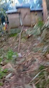 20 reactions · 12 comments | Late upload mga idol tungod sa Walay signal @highlight | Eper Codal | Facebook