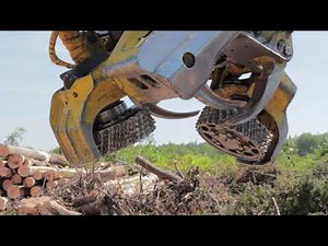 Heavy Equipment Cutting Massive Trees