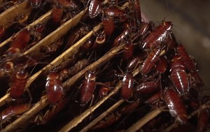 China is Breeding an Army of Cockroaches to Eat its Food Scraps