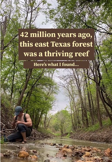 During the hottest phase of the entire Cenozoic (the Eocene), temperatures soared as much as 27 degrees F higher than today (15 C). Ice caps didn’t cover the poles even in winter, and jungles stretched across North America. These were the circumstances that these little tropical crabs thrived, along sandy reefs of inland modern day Texas. What a beautiful world to glimpse in to. . . . #fossils #fossilhunting #paleontology