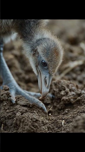 We Filmed a Baby Dodo Before It Went Extinct