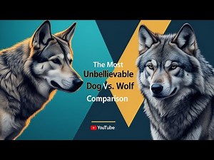 WILD Dogs vs Wolves: What's the REAL Difference?