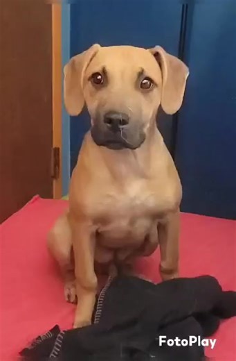 Tuesday's Tail REID Petfinder | https://rb.gy/qd9e1e Please visit our website: www.handsheartspaws.org Today marks two whole years since sweet Reid came into rescue with his brother. His brother found his forever home early on, but Reid's journey has taken a little longer. This three minute video shows his two years in his foster home. Reid had some medical concerns when he arrived, which delayed his adoption availability. Since then, he’s only received one application. This gentle soul is still