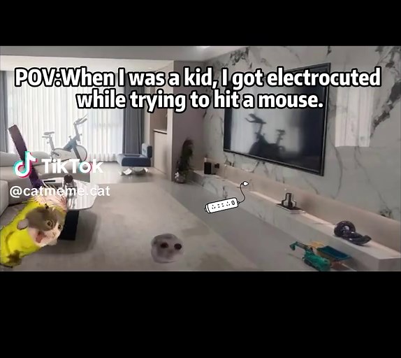 Encouraging education#catmeme #foryou #funnycat | cat memes