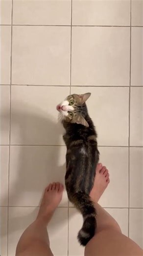 Domestic Short Hair Cat For Adoption - 2 Years 6 Months, LEX 💙 from Selangor