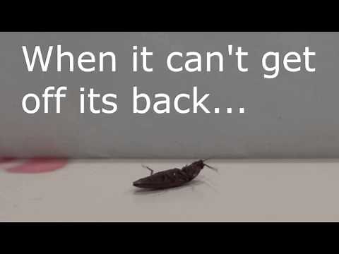 Elateridae - Click Beetle