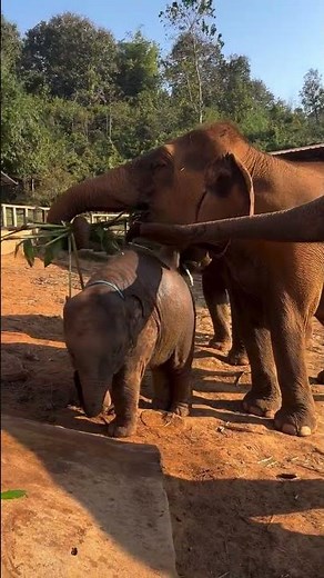 little one wants to eat more #cuteanimal #cute
