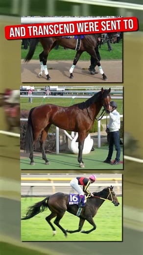 This Horse was the SYMBOL OF HOPE FOR JAPAN