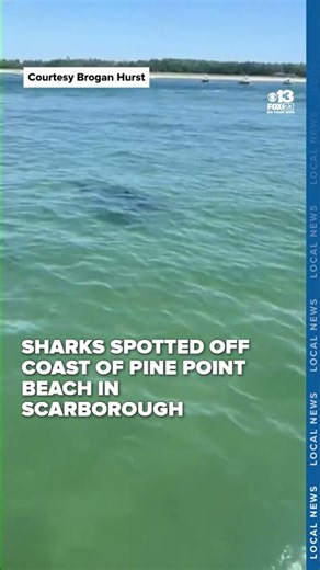2 juvenile great white sharks spotted off coast of Pine Point Beach