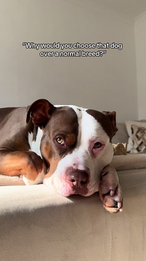 Understanding Responsible XL Bully Ownership
