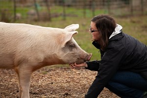 Pros and Cons of Heritage Pig Breeds — J&R Pierce Family Farm