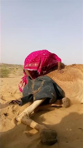 #الصحراء ladki camel ke pass🐪 #trending #viral #animals #Beautycamels#shorts #short #viralshorts