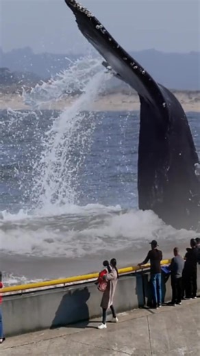 51K views · 424 reactions | scary infotechfarsi giant danger whale tail | Horor Scenes | Facebook