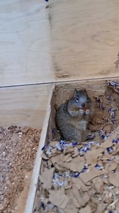 Dixie mi Ardilla está Embarazada 🥺🐿️ creo seré Abuelo 😔💔 | La Ranita de Nogales