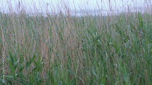 Lots of bulrush on the field. Bulrushes is the vernacular name tules is a local moniker and buggy whips is slang for several large wetland grass-like plants in the sedge family