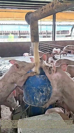 Pouring Feed: Hogs Crowd Automatic Feeder Waiting For Grain